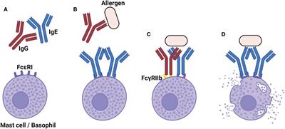 IgG in the control of FcεRI activation: a battle on multiple fronts